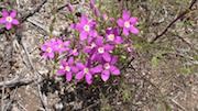 an example input image